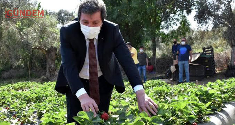 Çilek projesi ailelere geçim kaynağı oluyor, bölgeye istihdam sağlıyor