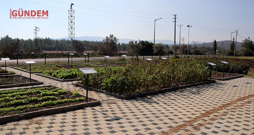 Bodrum tohum merkezi üretmeye ve güçlenmeye devam ediyor
