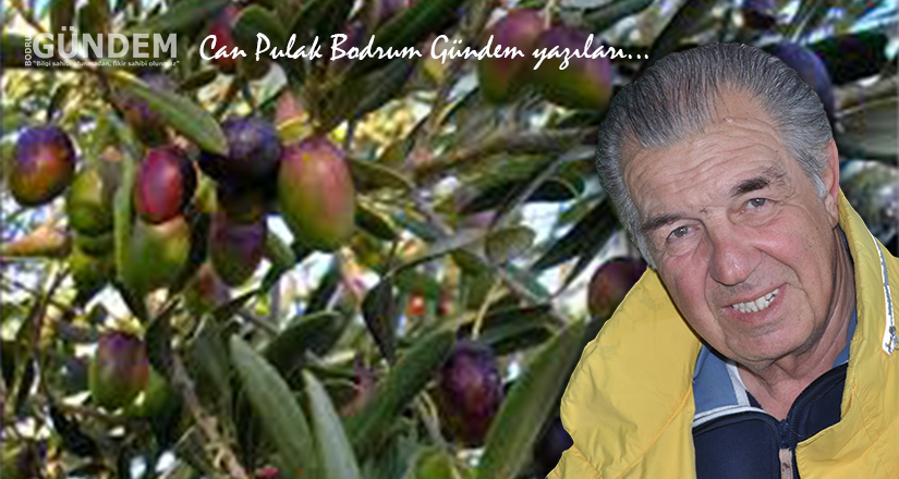 Milas Zeytin Hasat Şenliği
