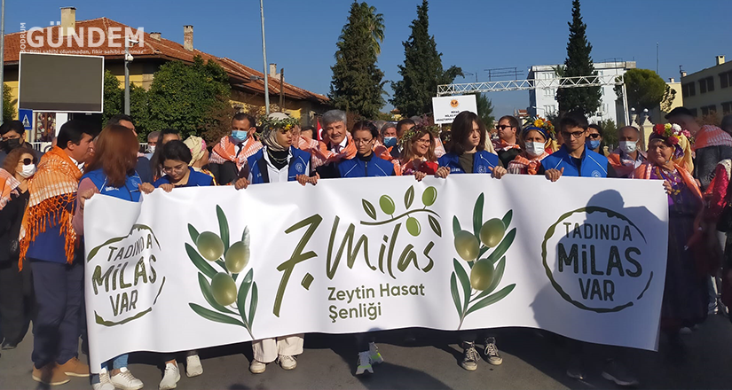 7.Milas Zeytin Hasat Şenliği Başladı