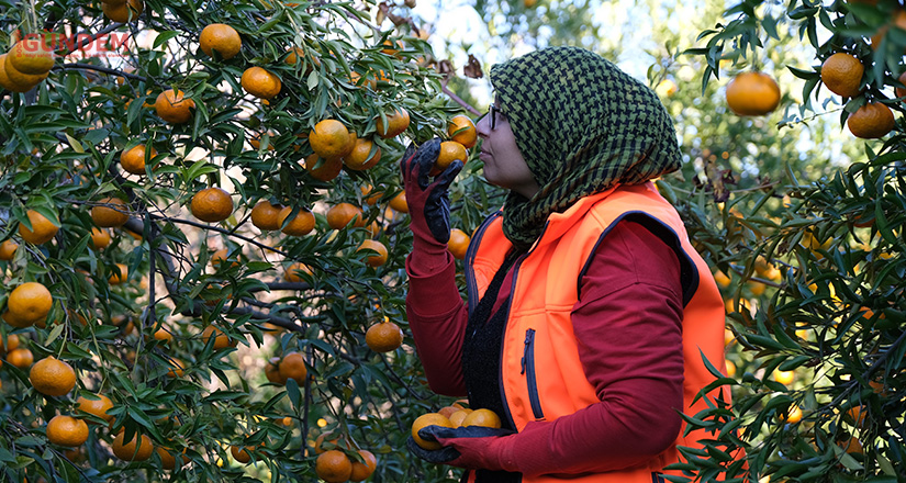 Bodrum Mandalinası Migros’un desteği ile tüm Türkiye’de