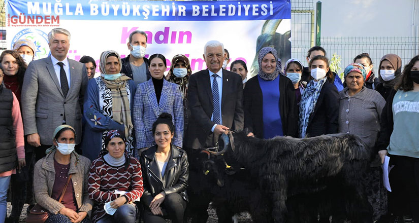 Büyükşehir Kıl Keçisi Desteğini Köyceğiz’de Sürdürdü
