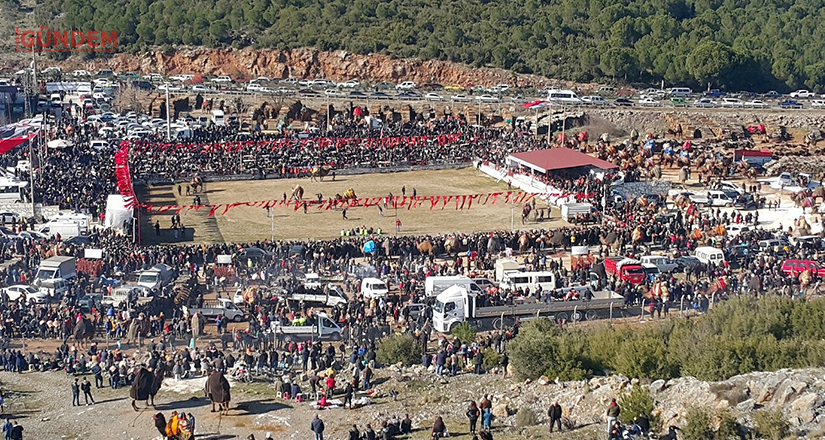 Yatağan Deve Güreşi Festivali, 16 Ocak’ta