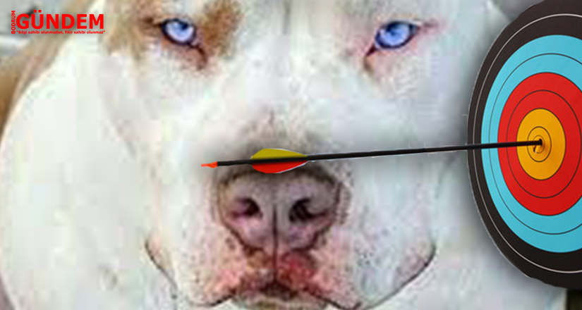 Beyaz Türkler Ve “Pitbull”lar!