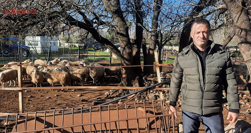 50’den fazla koyun ve kuzu telef oldu