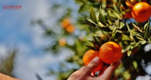 Bodrum Mandalinası Tüm Türkiye’de