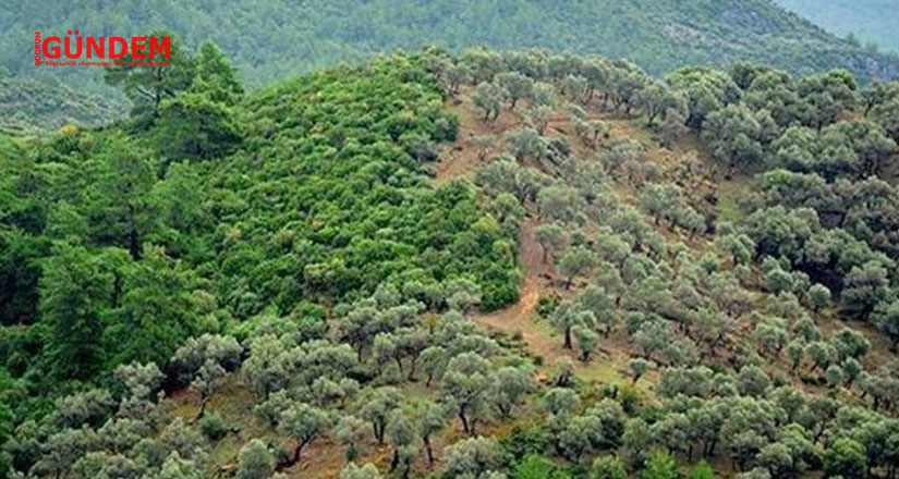 Tapuyu veren devlet, tanımayan Orman Müdürlüğü, kime güveneceğiz?