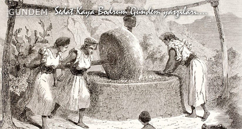 Ayçiçeği, şeker ve zeytinin hikayesi; NEREDESİNİZ EY TANRILAR?