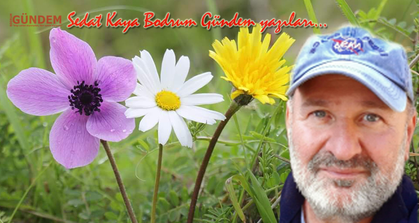 Çiçeklerin Bilgeliği