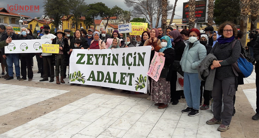 İkizköylüler, zeytinleri için Milas Kaymakamlığına dilekçe verdi