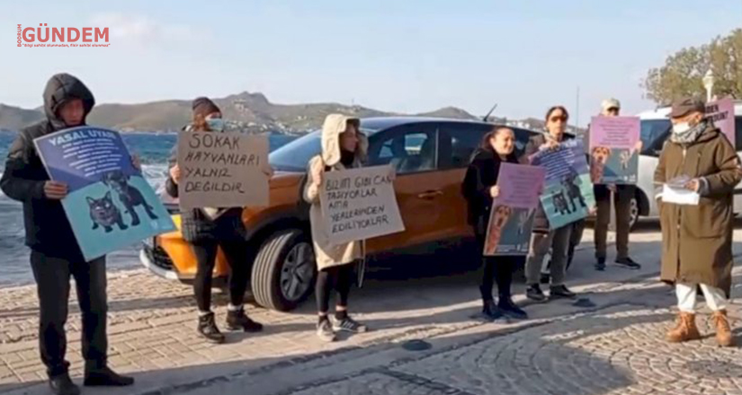 Yalıkavak’ta Kayıp Köpek