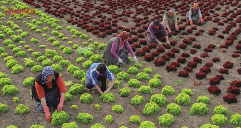 795 milyon kişi gıdaya ulaşmakta güçlük çekiyor