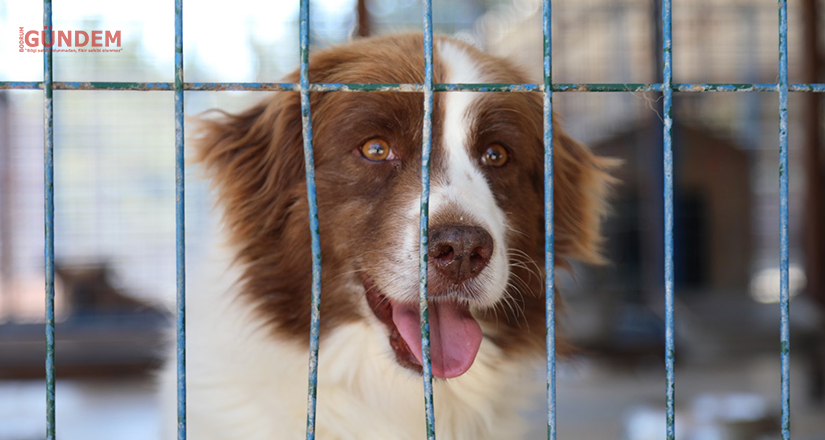 Can Dostlar Sahiplenmeyi Bekliyor
