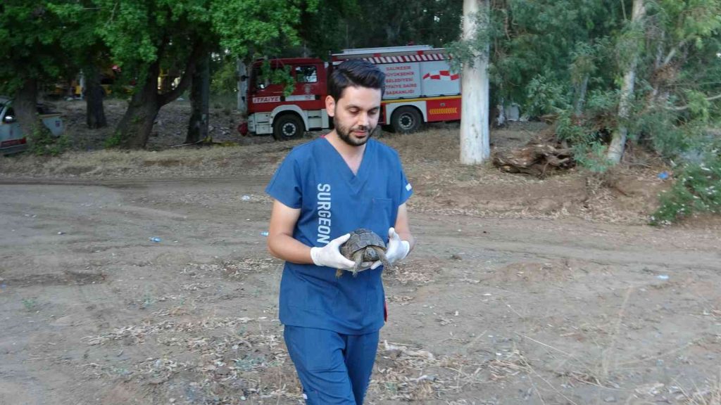 Yangında dumandan zehirlenen kaplumbağa kurtarıldı
