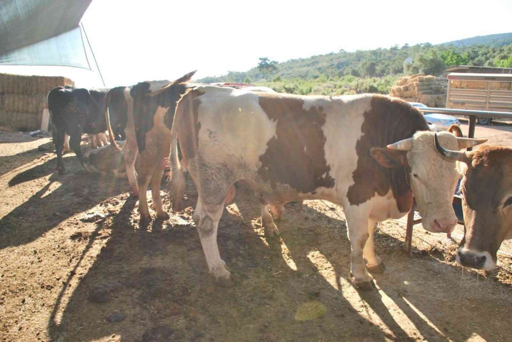 Milas’ta kurbanlık satışları başladı