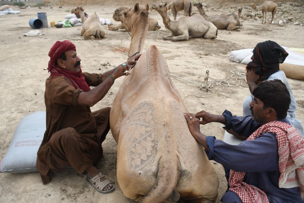 Pakistan’da Kurban Bayramı öncesi develer süslendi