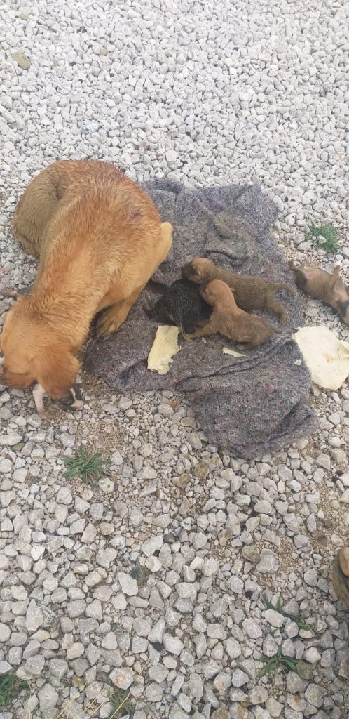 Yağmur suyu kanalında mahsur kalan köpek ve 6 yavrusu kurtarıldı