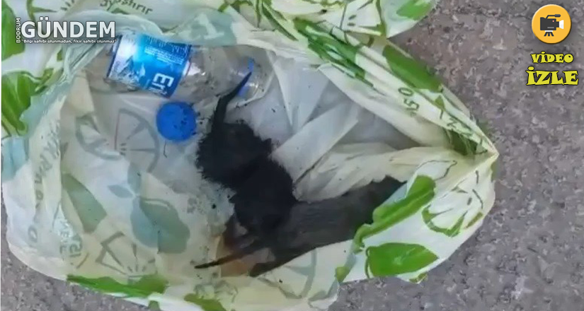 VAHŞET! Yavru kedileri poşet içerisinde canlı canlı çöpe atmışlar