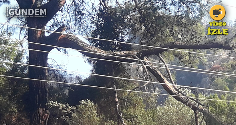 Marmaris’te orman yangınının çıkış sebebi belli oldu