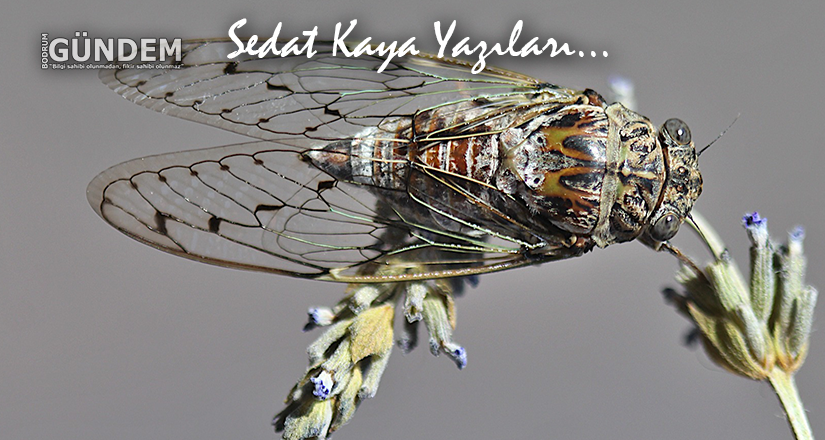 Can Baba’nın Ağustos Böcekleri – Sedat Kaya yazıları…