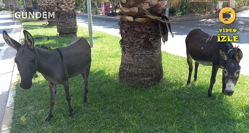 Bodrum’da başıboş eşeklerin çimen keyfi