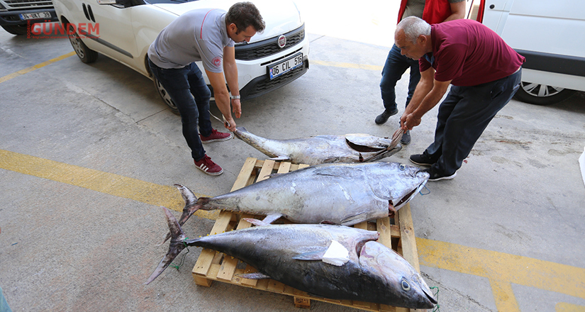 Kaçak 170 kg mavi yüzgeçli orkinos yakalandı