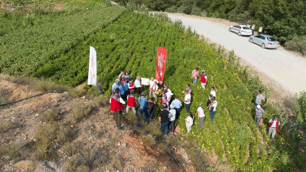 Muğla’da lavanta ve biber hasadı coşkusu