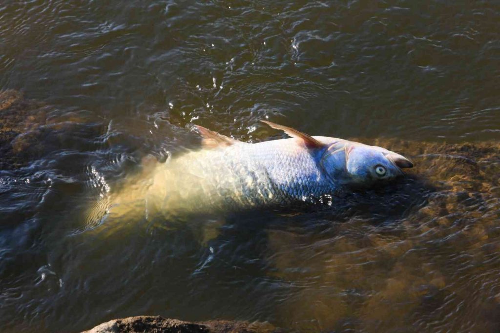 Polonya’nın Oder Nehri’nde ekolojik felaket