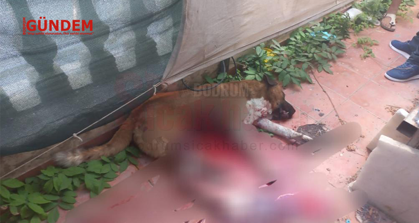 Köpeği Zalimce Bıçaklayan Şahıs Güvenlik Kameralarına Yakalandı