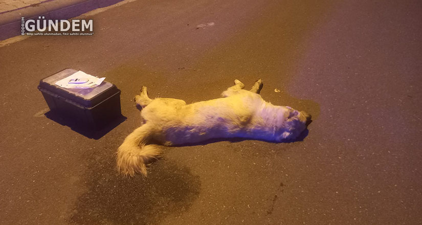 Bodrum’da 3 köpek ölmüş olarak bulundu