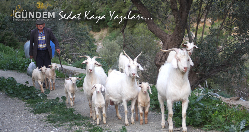 Cahit Amcanın Keçileri – Sedat Kaya yazıları…