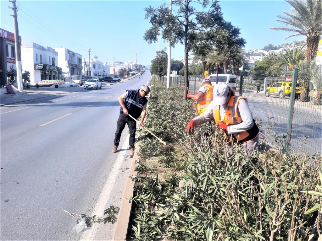 Bodrum Belediyesi ağaç budama çalışmalarını sürdürüyor