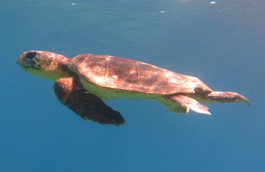 Oltaya Caretta Caretta takıldı