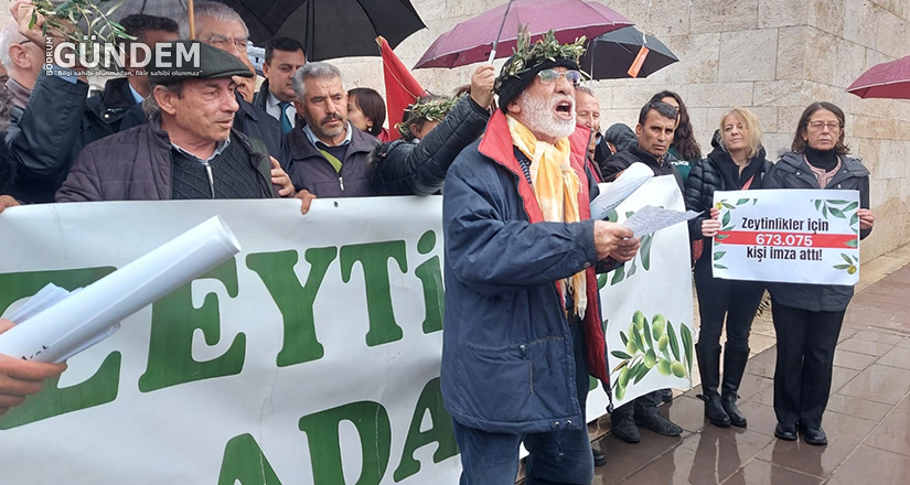 Zeytin kazandı