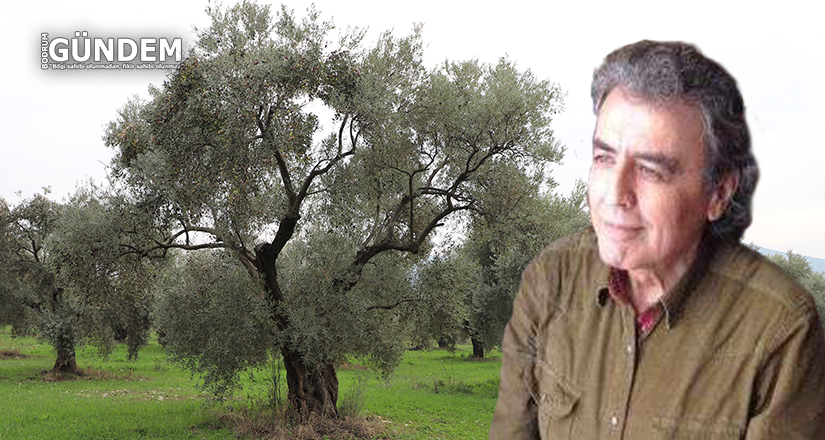 Atatürk’ten Miras: Zeytin Kanunu