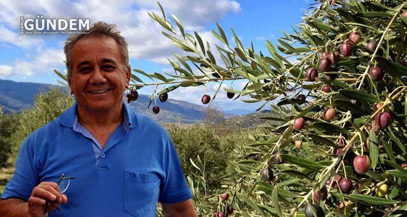 Zeytin Günleri