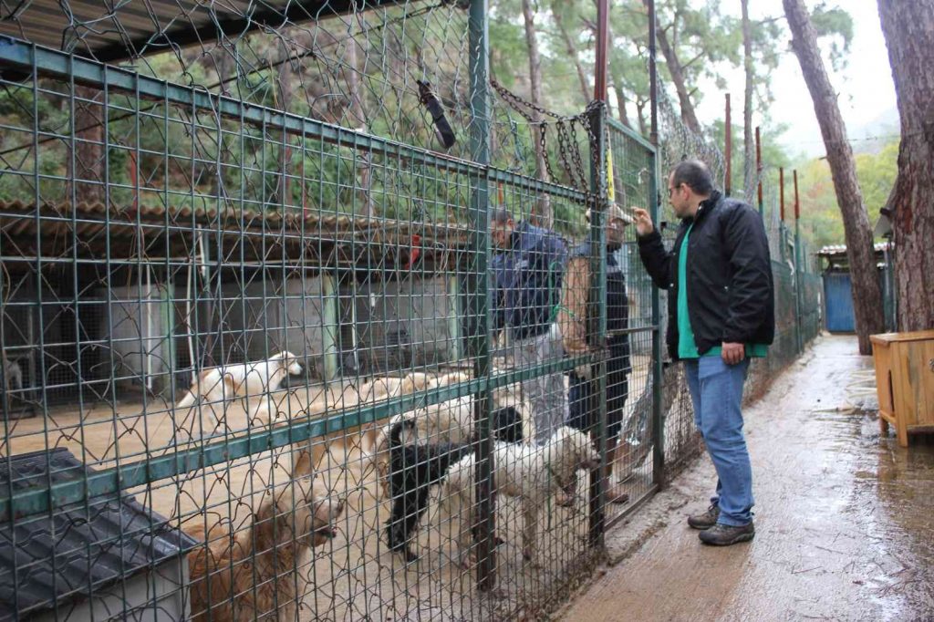 Marmaris’teki evden kurtarılan hayvanlar bakımevinde tedavi ediliyor