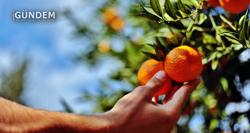 Mandalina Üreticisinde, Belediye Mutluluğu