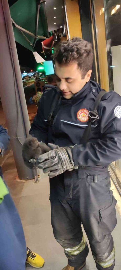 Kebapçı salonunun tabelasında sıkışan yavru kedinin yardımına itfaiye ekipleri yetişti
