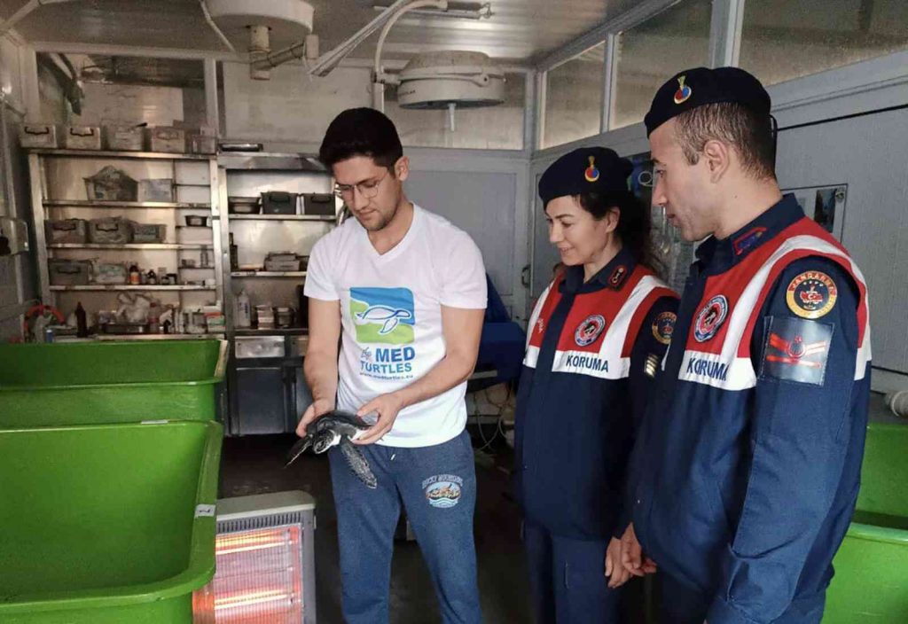 Yavru yeşil deniz kaplumbağası DEKAMER’de tedaviye alındı