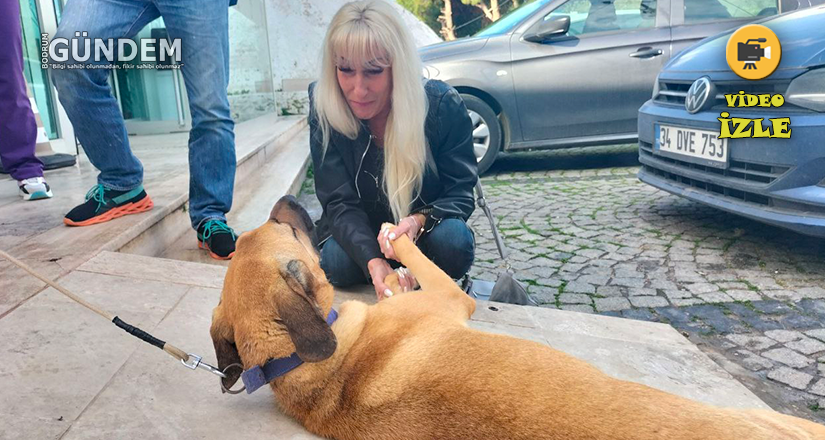 Sokak köpeğini sahiplenmek için 2482 kilometre uzaklıktan Bodrum’a geldiler