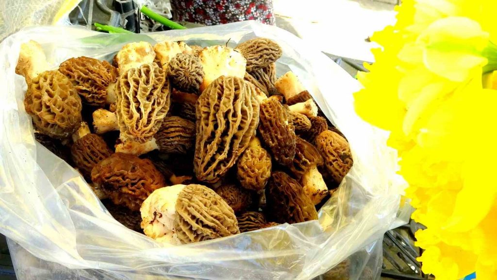 Kuzugöbeği altınla yarışıyor