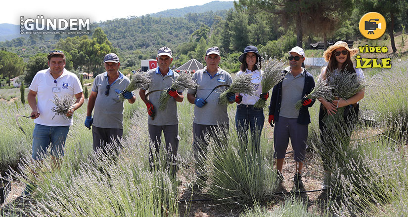 Bodrum’da Lavanta Hasadı Başladı