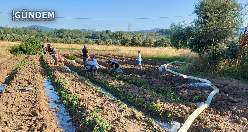 Milas’ta bin dönümlük tarım arazisinin sulama sorununu çözdü