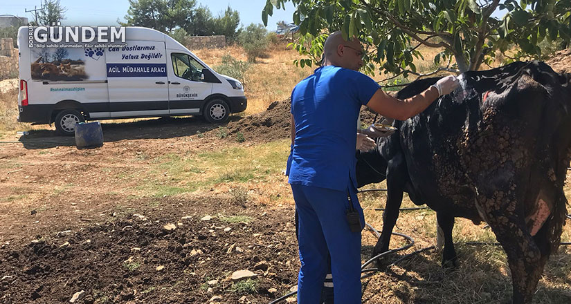 Büyükşehir Acil Müdahale Aracı ile Yangından Etkilenen Hayvanlara Müdahale