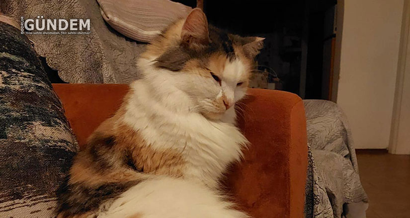 Kayıp kedi Patos aranıyor