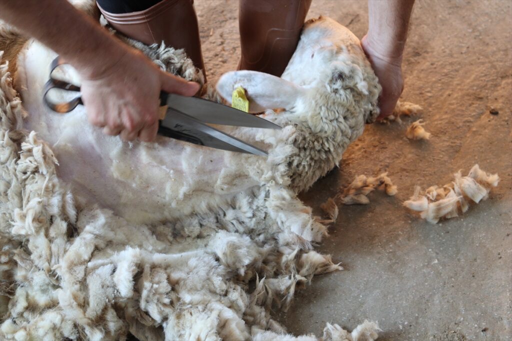 Denizli'de üretilen koyun kırkma makasları yurt dışından alıcı buluyor