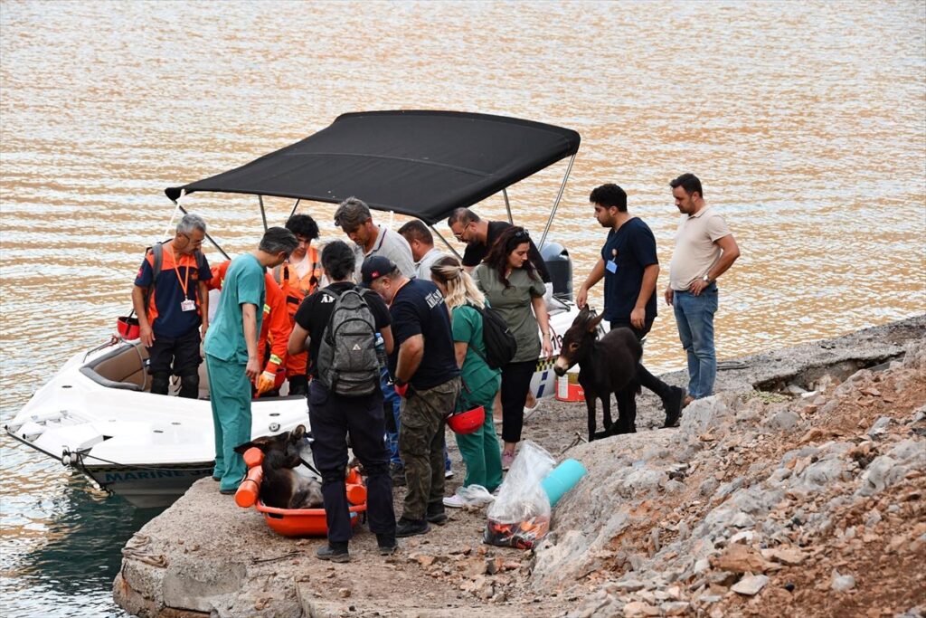 Fethiye'de denize düşen eşek kurtarıldı