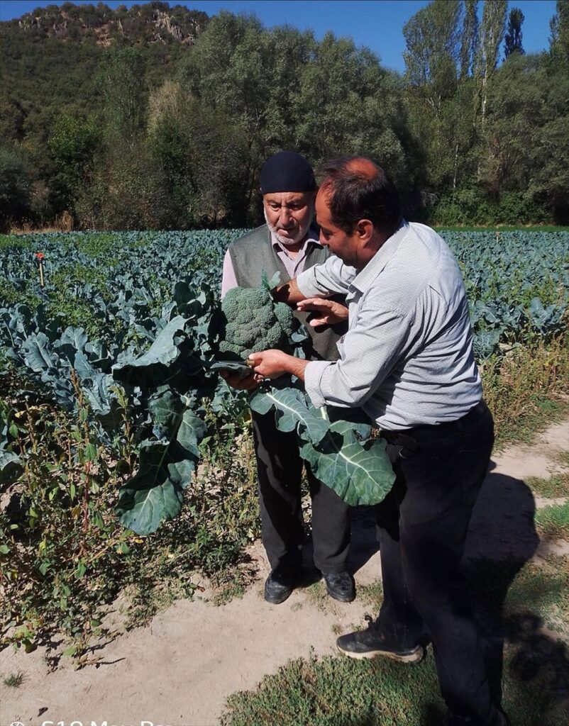 Sinanpaşa'da “brokoli” hasadı başladı