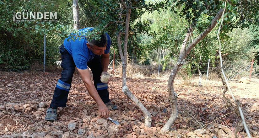 Büyükşehir Sakız Deneme Bahçesi İlk Ürünlerini Verdi